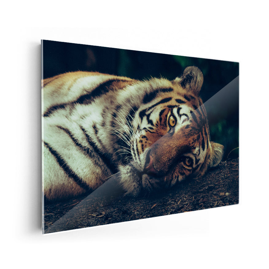 Tigre