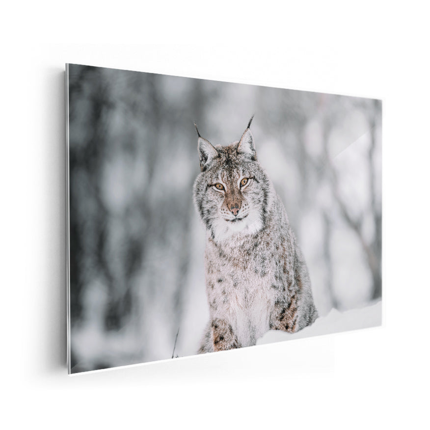 Lince