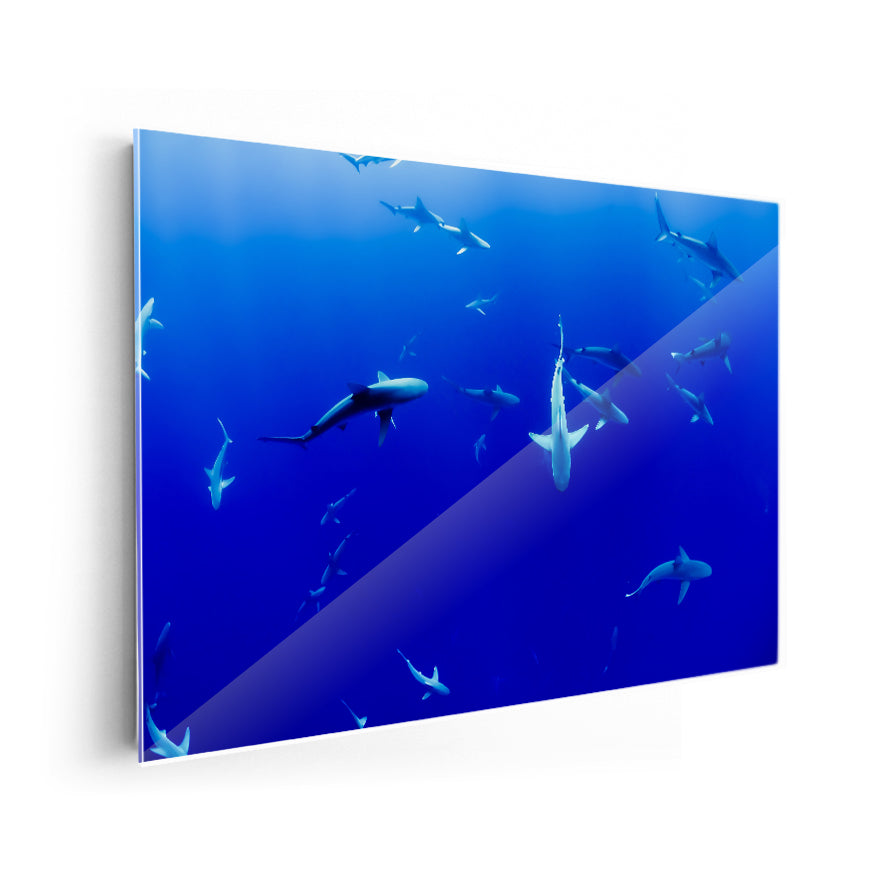 Tiburones