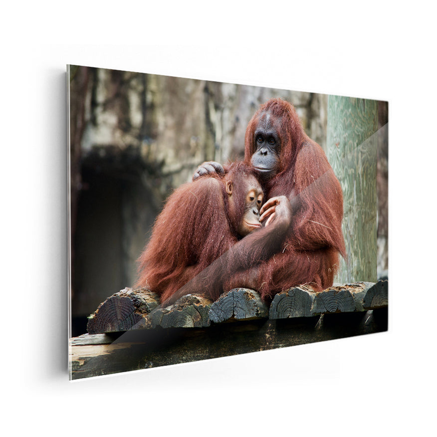 Orangután