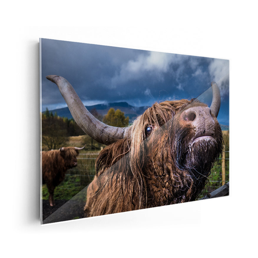 Yak