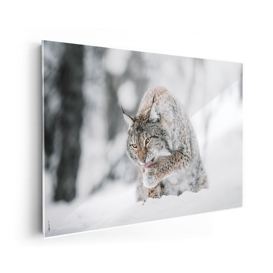 Lince Canadiense