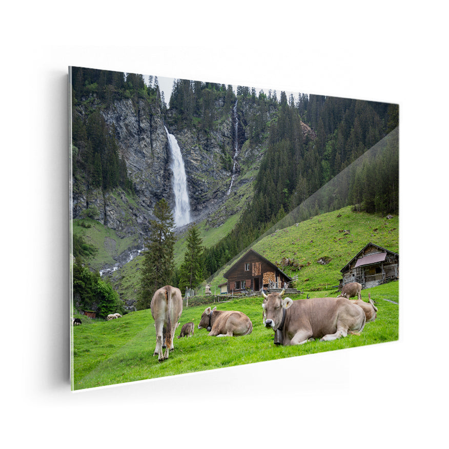 Vacas