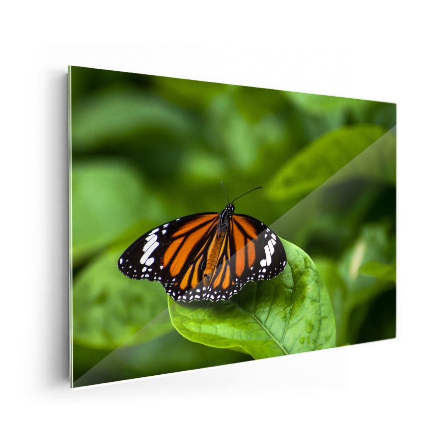 Mariposa Monarca