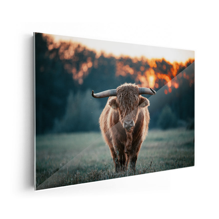 Vaca de las Tierras Altas