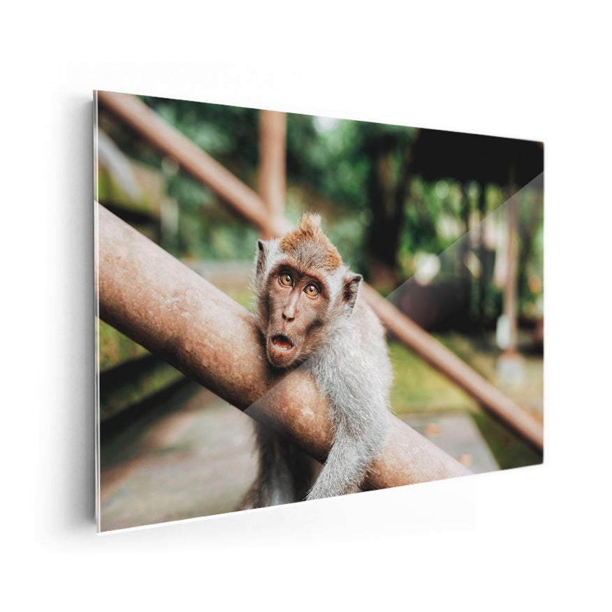 Macaco Rhesus