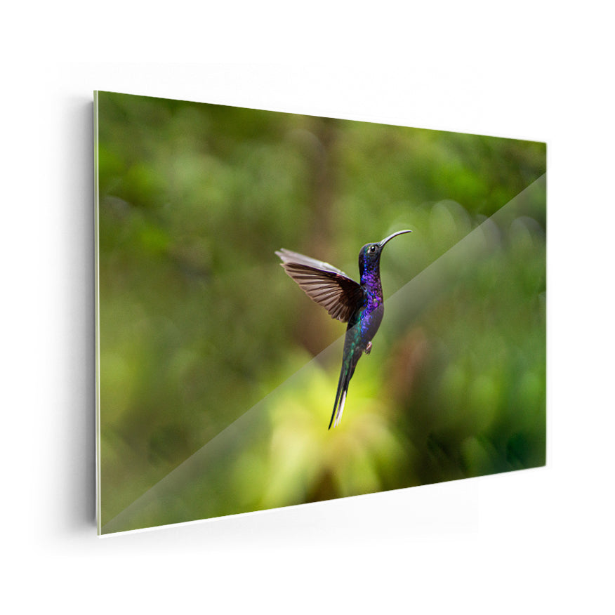 Colibrí