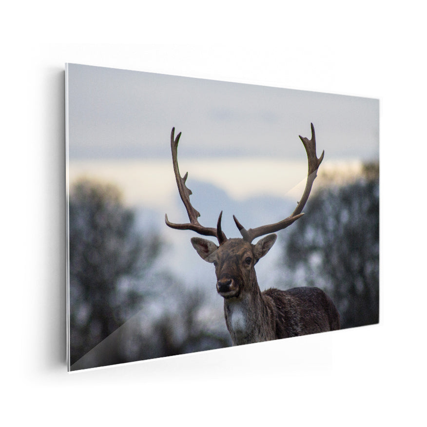 Venado