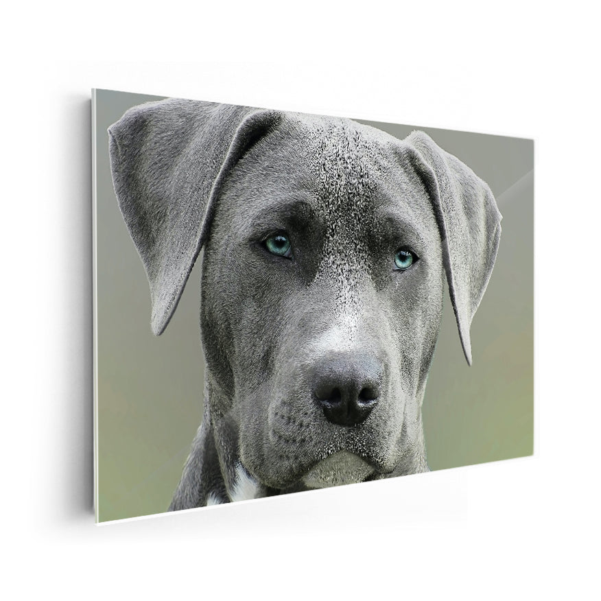 Staffordshire Terrier Americano