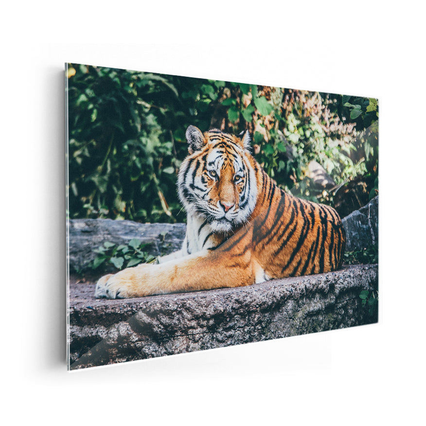 Tigre