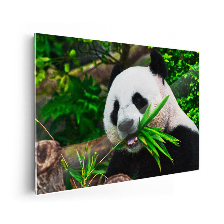 Oso Panda