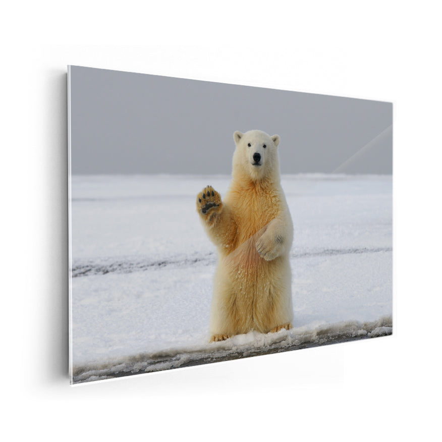 Oso Polar