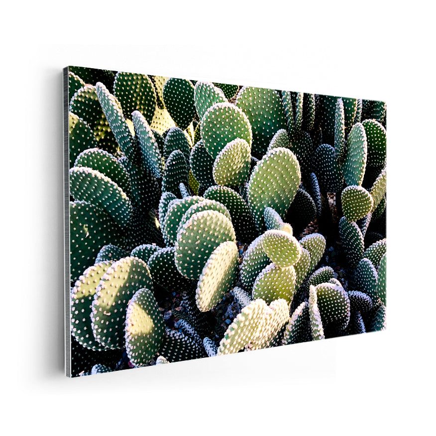 Nopal