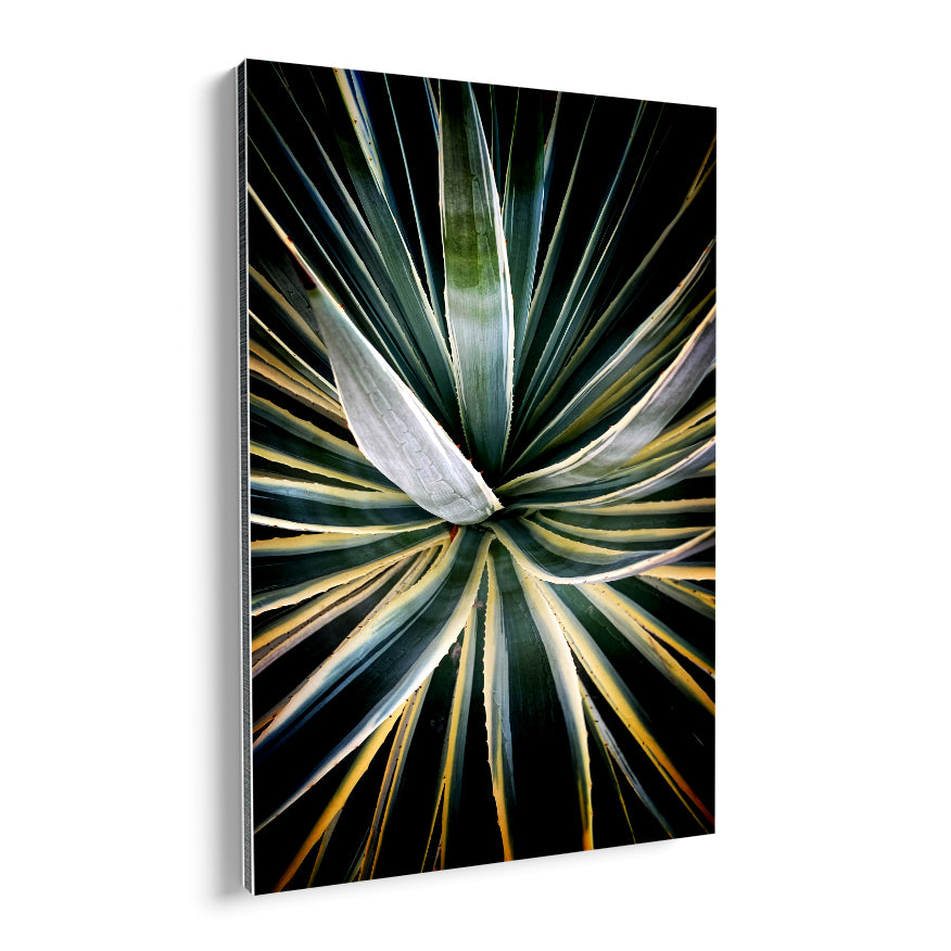 Agave Americana Marginata