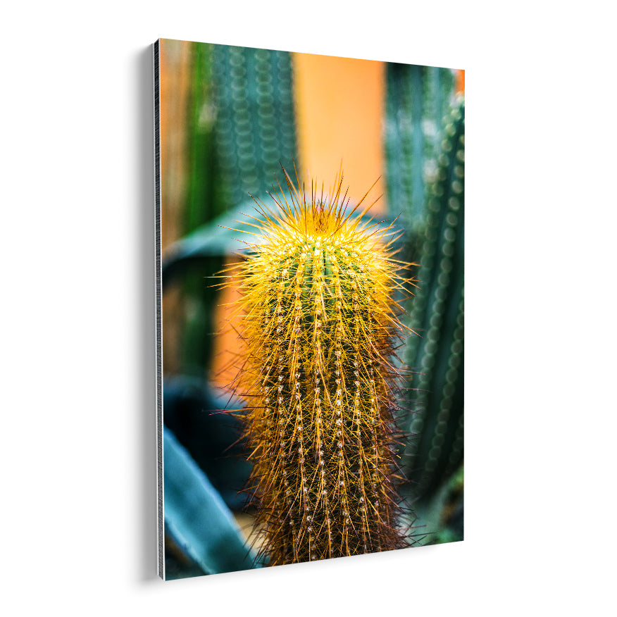 Cactus Espinas Naranja