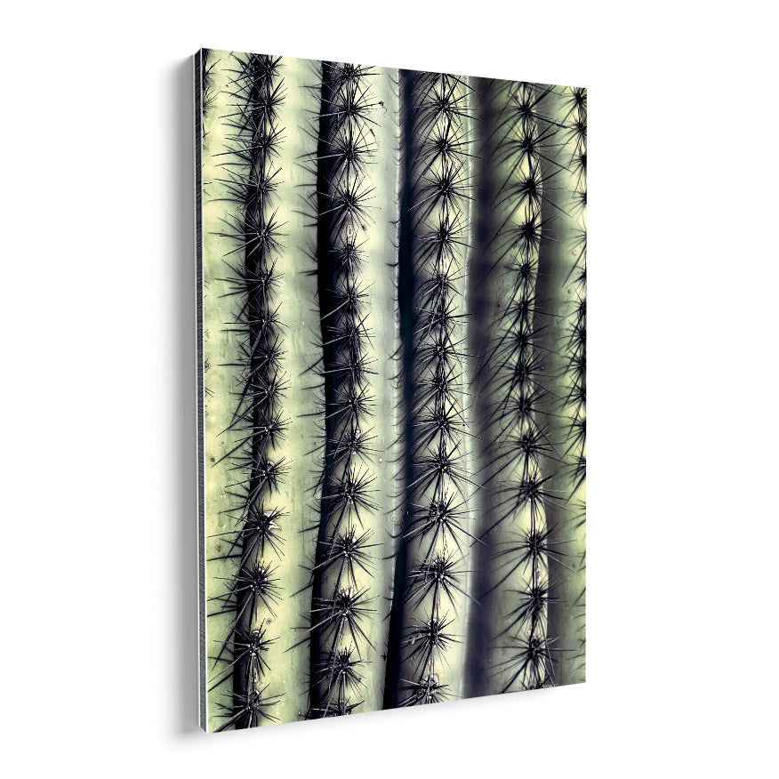 Saguaro