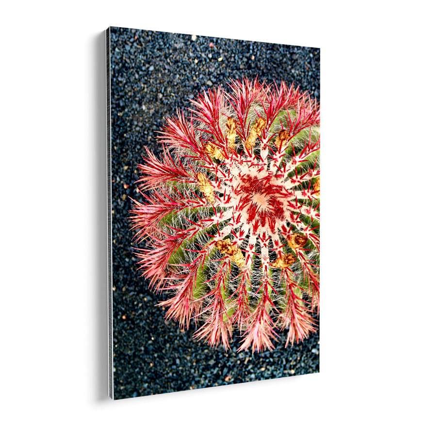 Cactus de Espinas Rosas