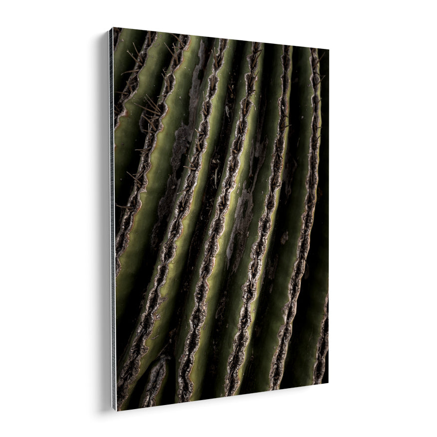 Saguaro