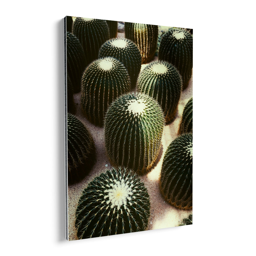 Cactus Barril Dorado