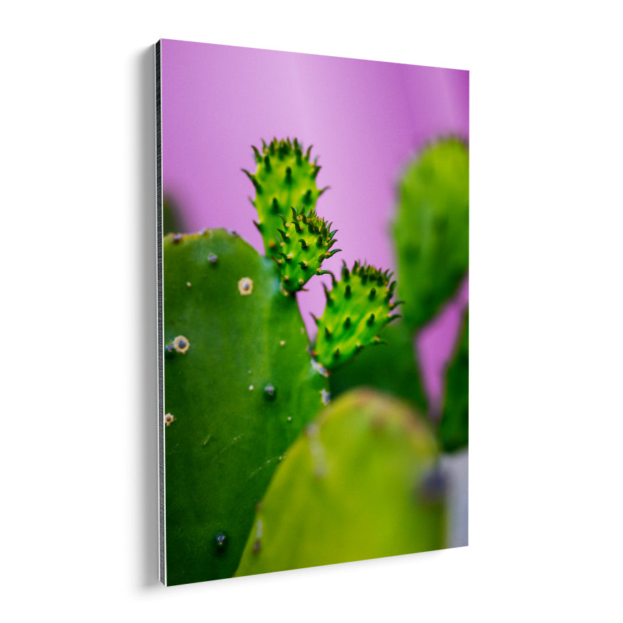 Nopales y sus Retoños