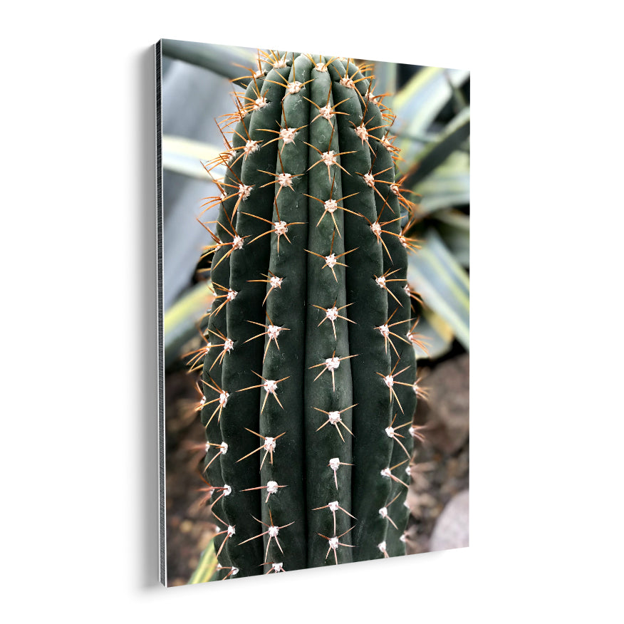Cactus San Pedro