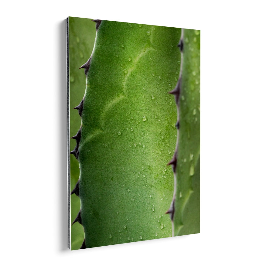 Maguey