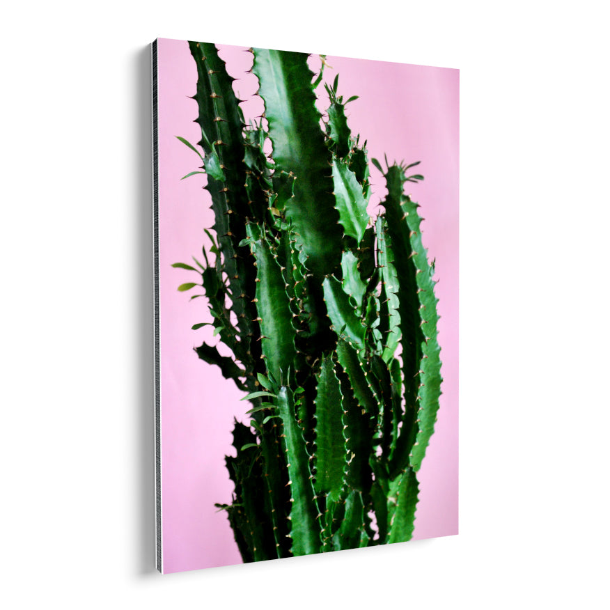 Cactus y Hojas