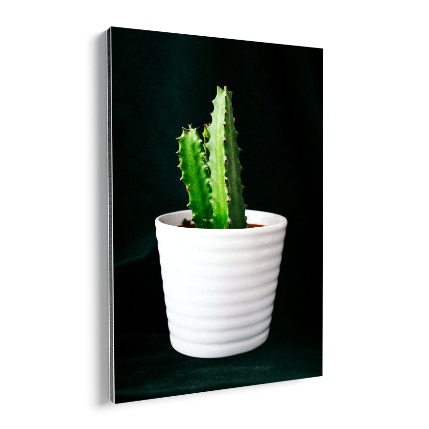 Cactus San Pedro