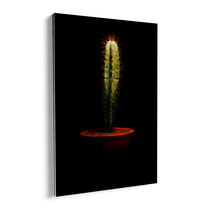 Cactus San Pedro