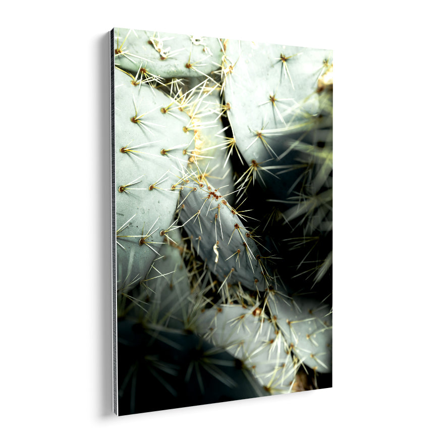 Nopal