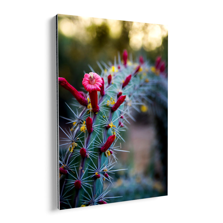 Cactus con Flores