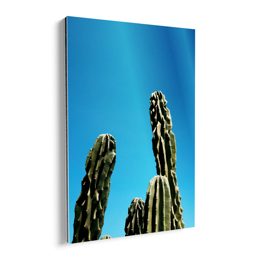 Cactus de Ordenador