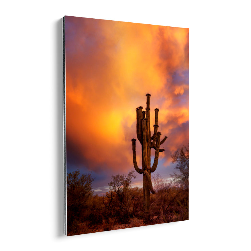 Saguaro al Atardecer