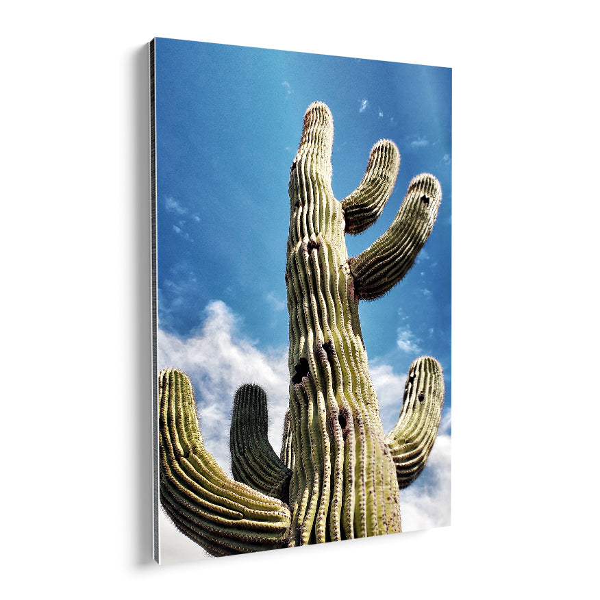 Saguaro