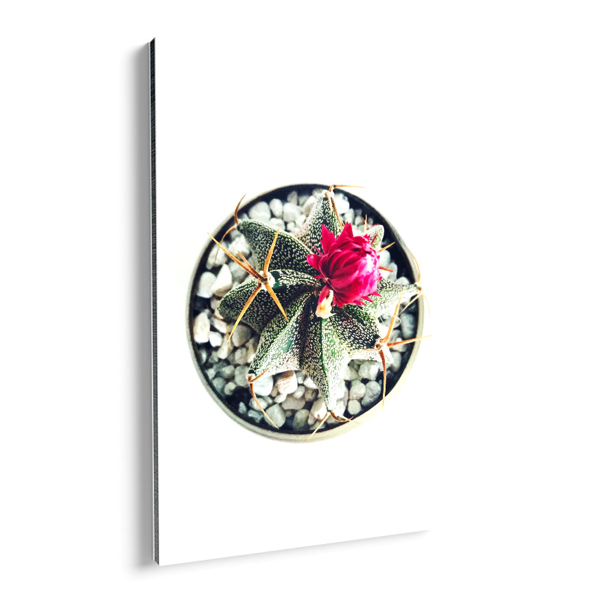 Cactus con Flor