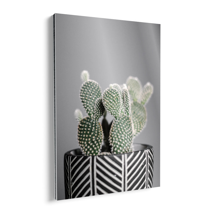Nopal Enano