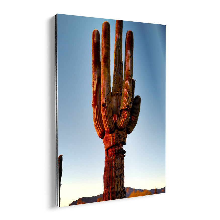 Saguaro