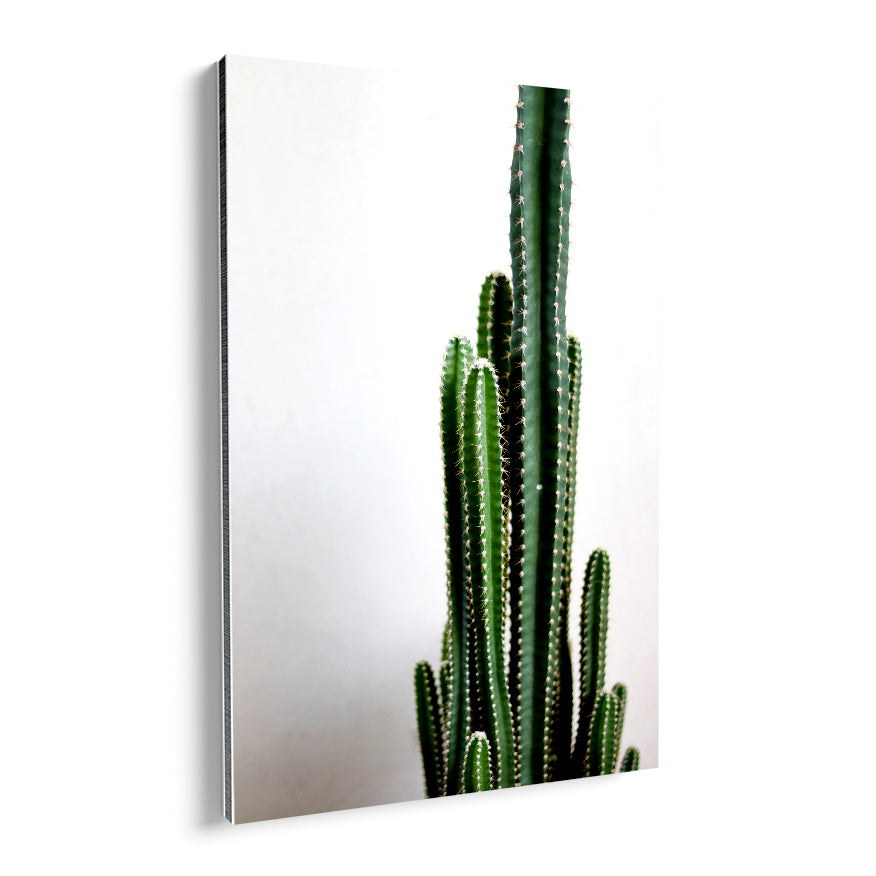 Cactus Largo