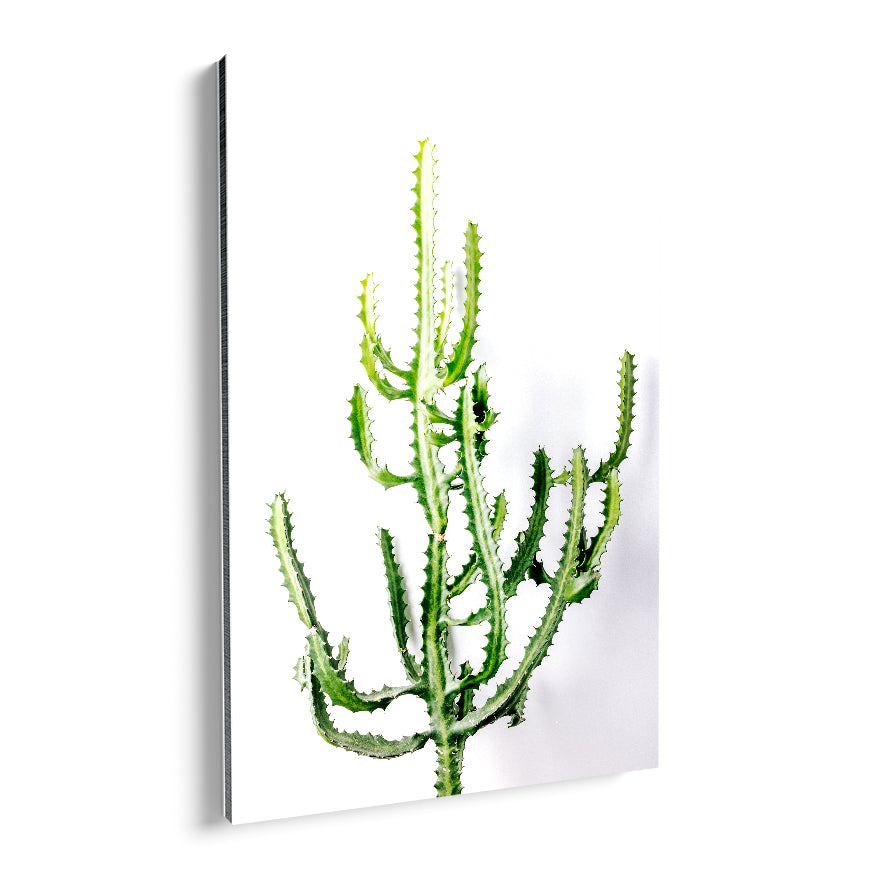Cactus Mediterráneo Triangular