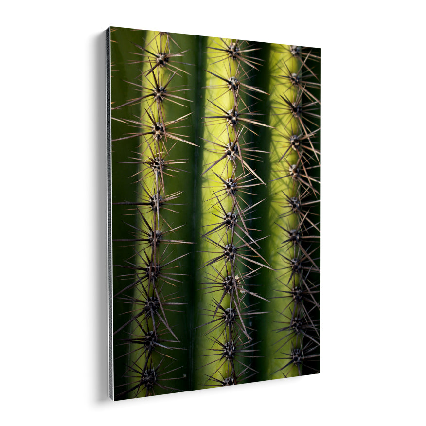 Saguaro Gigante