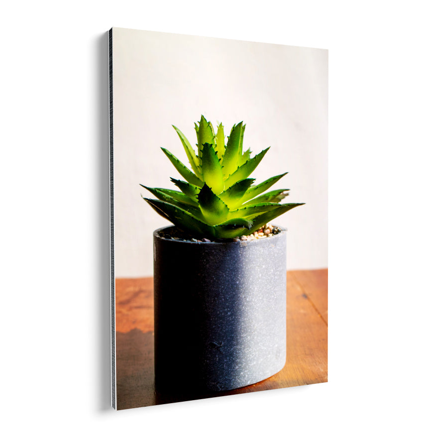 Aloe