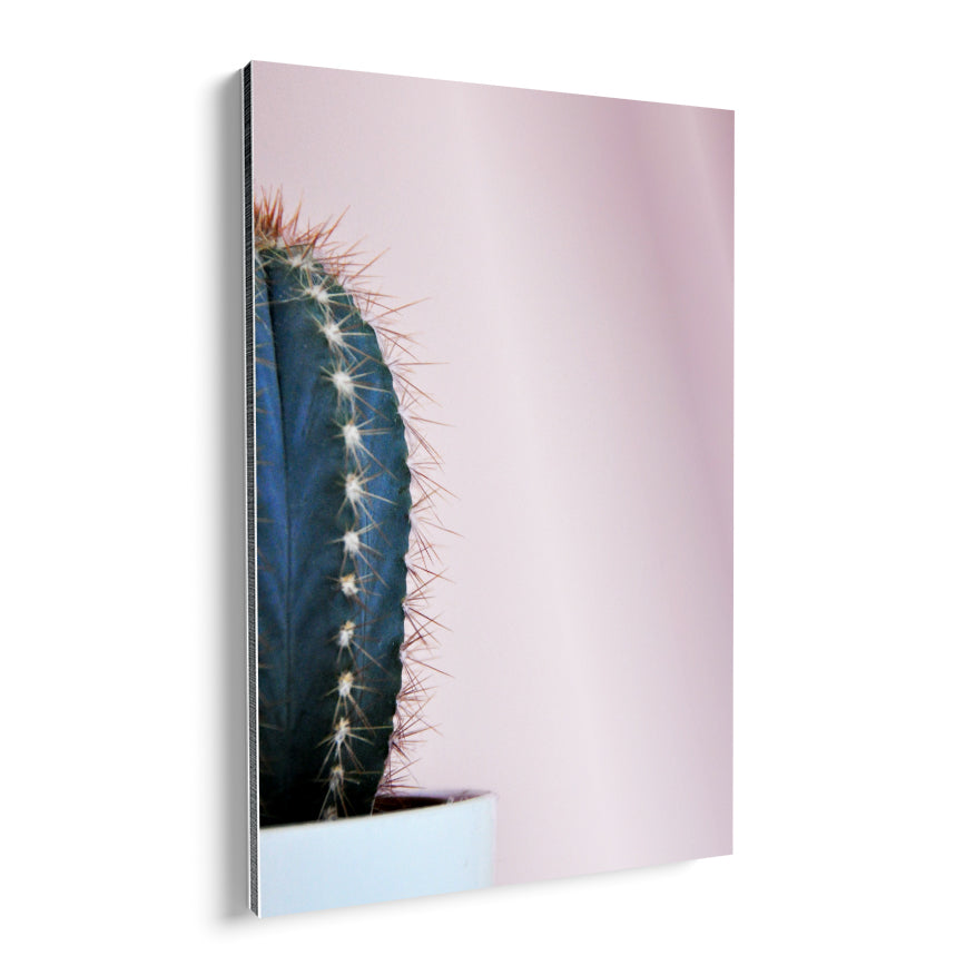 Cactus San Pedro