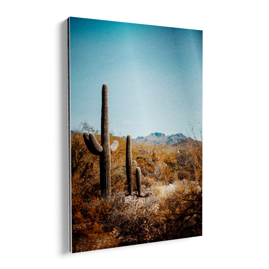 Saguaro