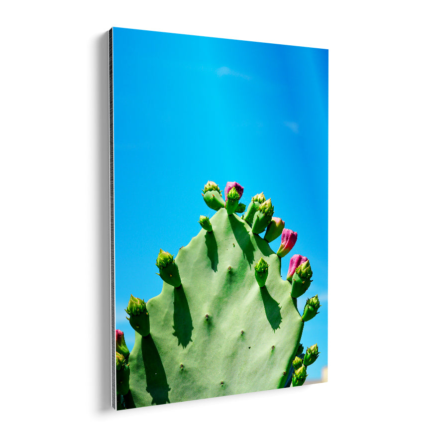 Nopal en Flor