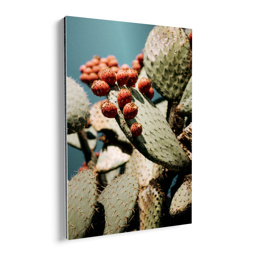 Nopales y su Fruto