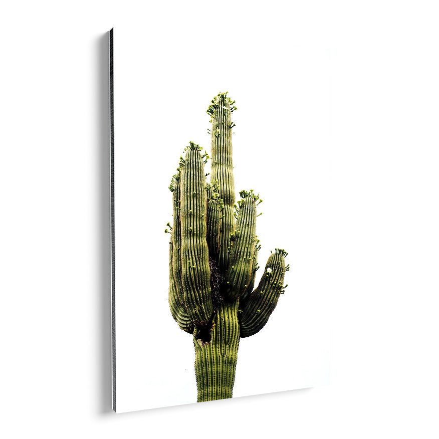 Saguaro