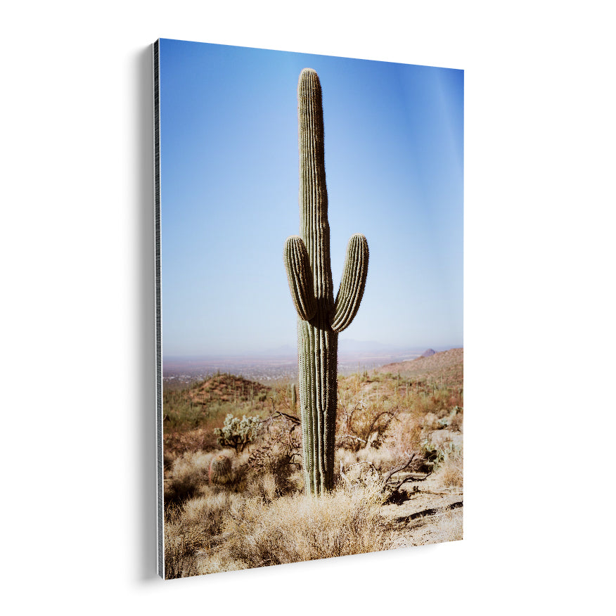 Saguaro