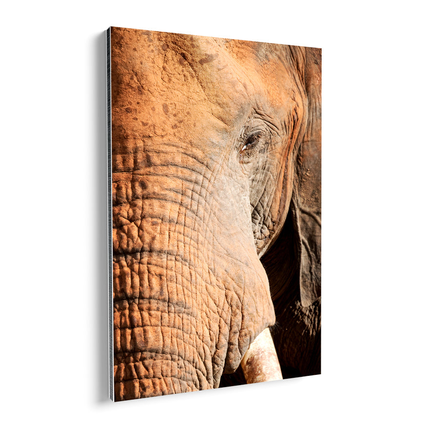 Rostro Elefante