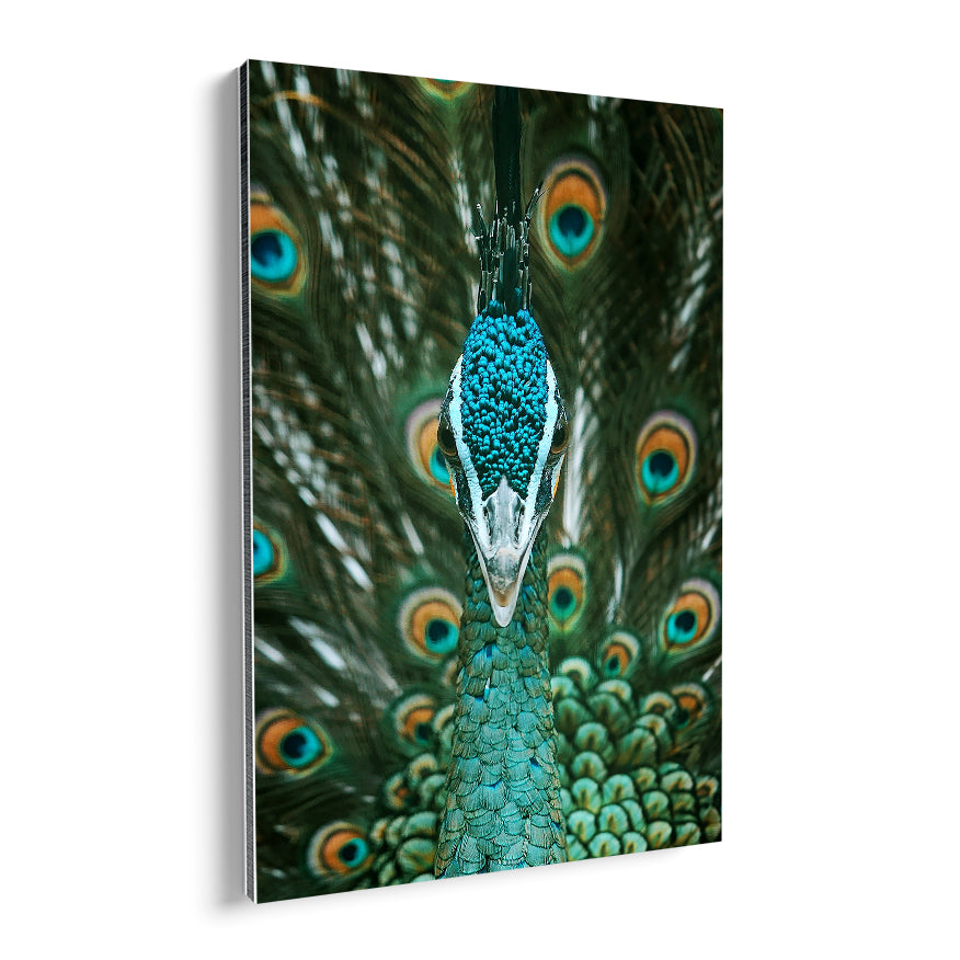Pavo Real Cuelliverde