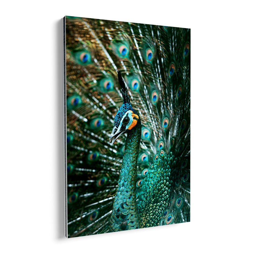 Pavo Real Cuelliverde